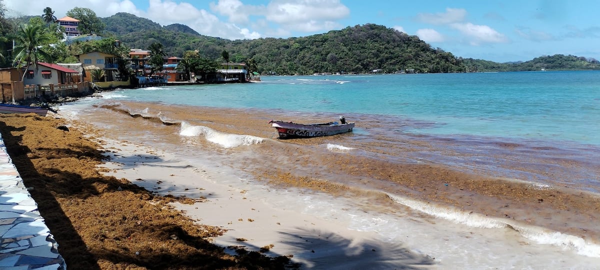 ¡Playa llena de algas! Sargazo se toma La Langosta en Colón