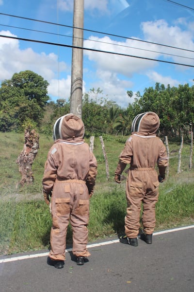 Abejas ponen a correr a los bomberos: ya van mil 820 casos