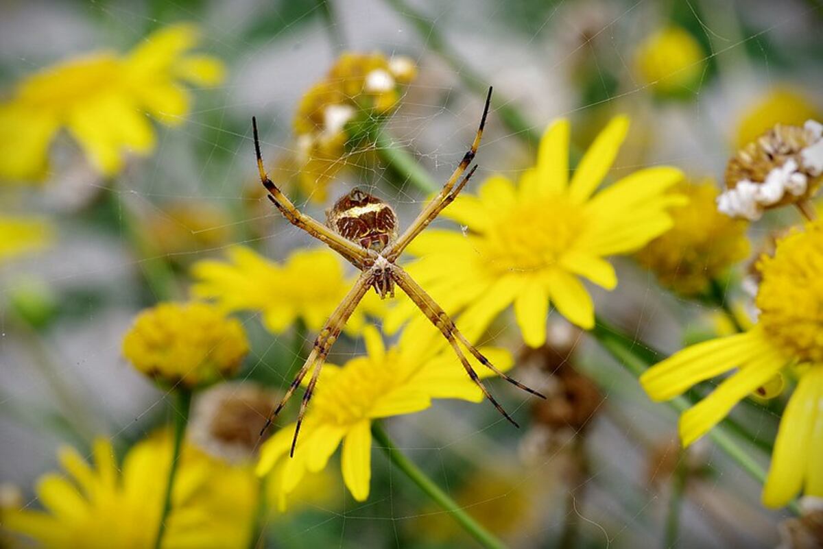 El Medio Ambiente festeja su día en medio de la pandemia por el covid-19