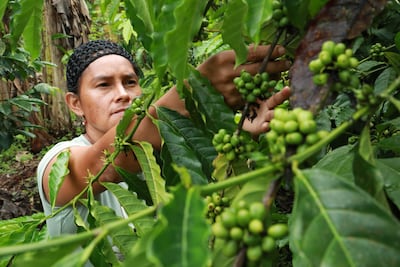 Veraguas celebra su primera Expo Café con productores, degustaciones y venta directa