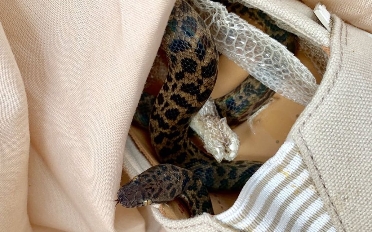 Serpiente australiana viaja casi 15 mil kilómetros en el zapato de una turista