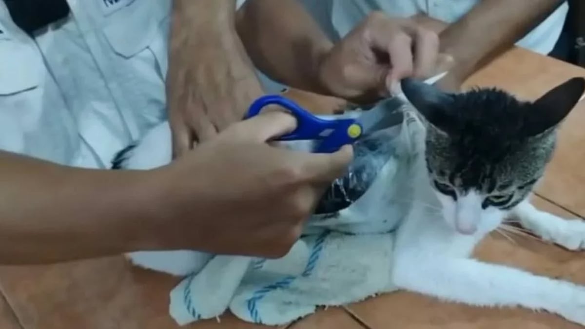 Policía tica atrapa a ‘narco-michi’