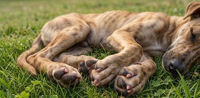 Dejan a ‘Ferchita’ en bolsas: el terrorífico caso de la perrita mutilada en Barú