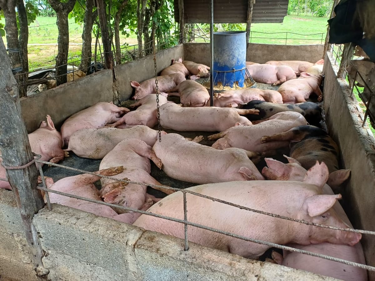 Crisis en las granjas: porcinocultores piden frenar importaciones y consumir producto nacional