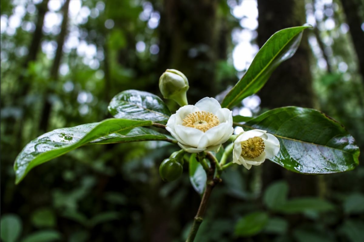UP descubre 3 nuevas especies de árboles en Veraguas y Darién