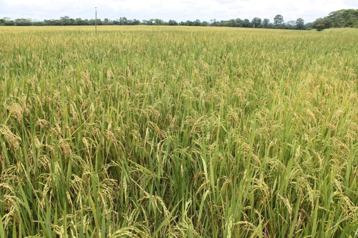 Gobierno, productores e industria buscan un acuerdo para garantizar arroz ante El Niño