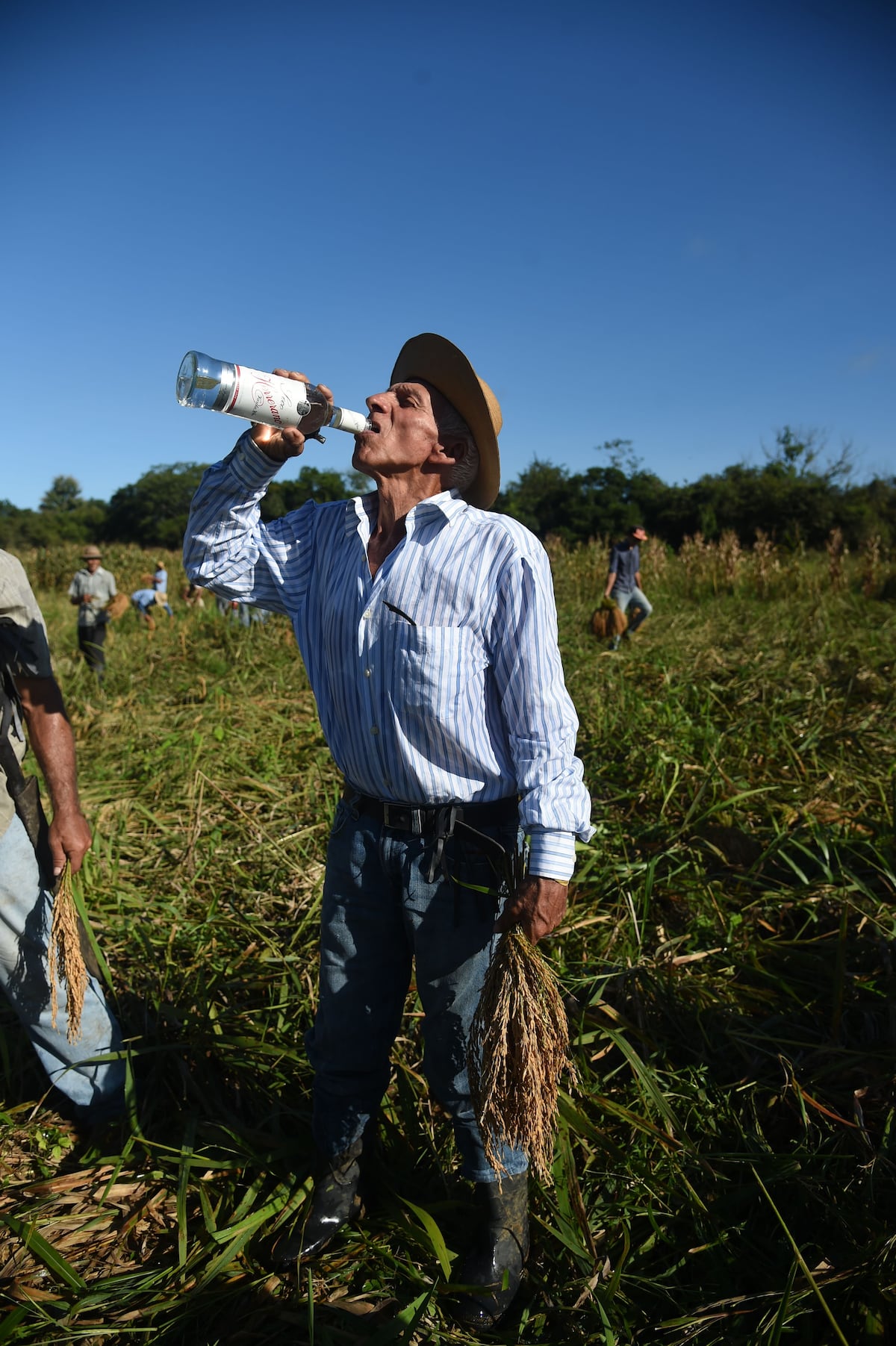 La corta de arroz, una tradición de nuestra campiña 