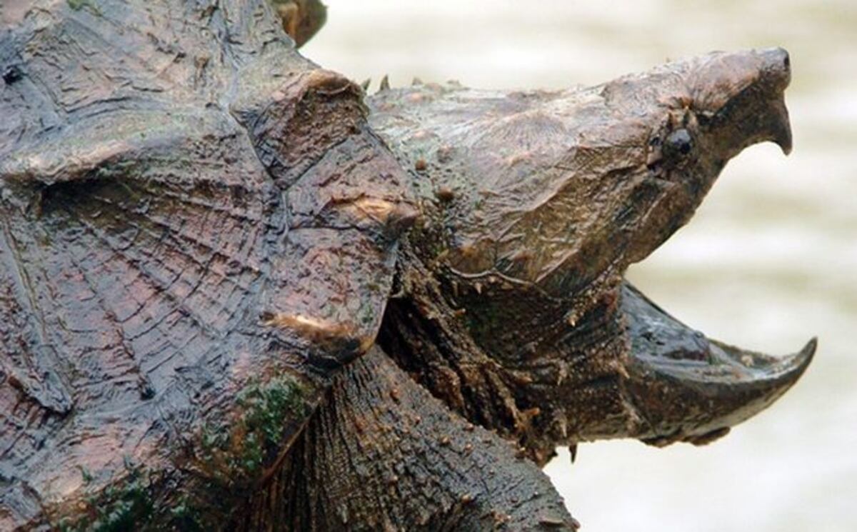 Investigan a un profesor por alimentar con un cachorro a una tortuga mordedora