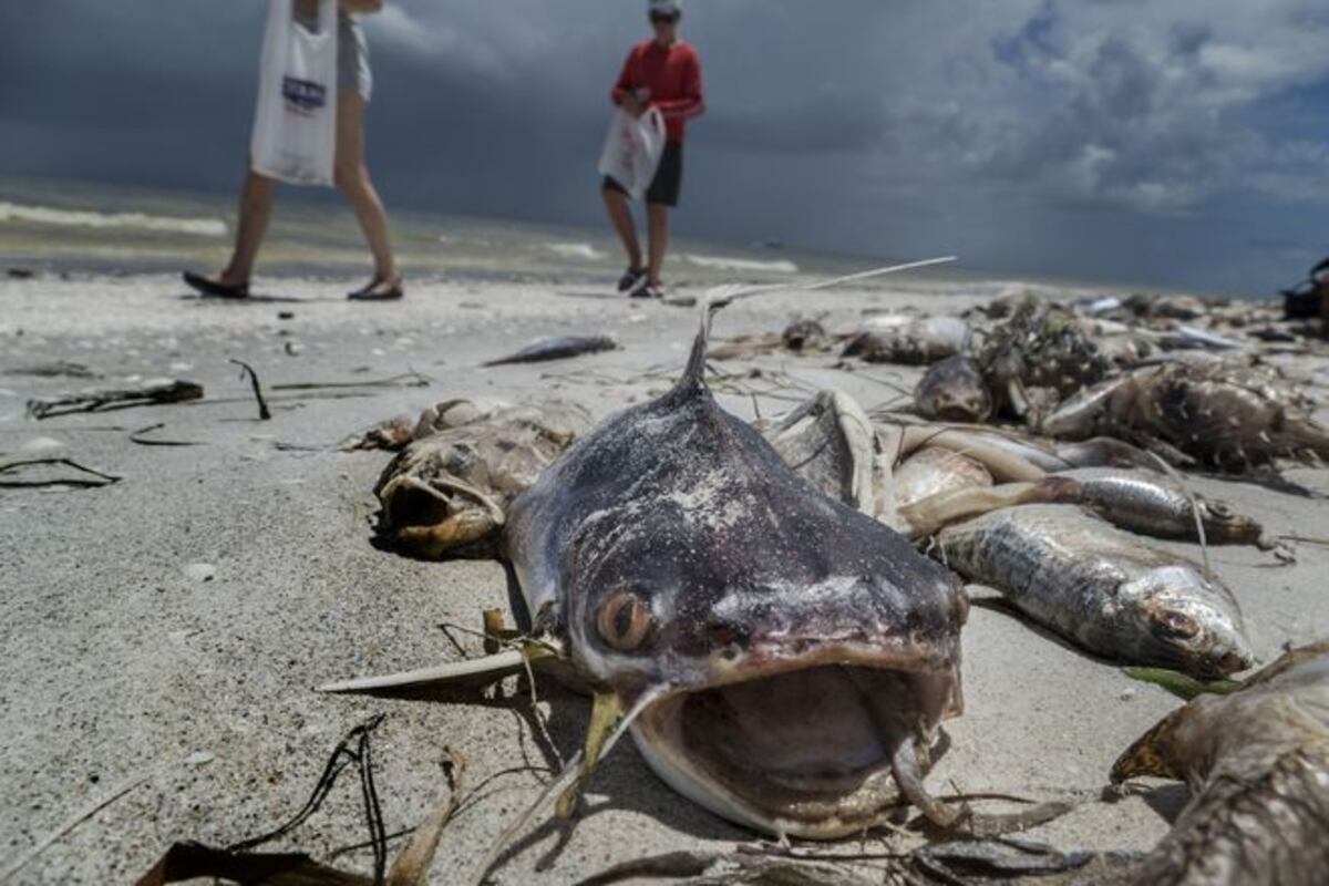 Miles de peces amanecen muertos en las costas de la Florida