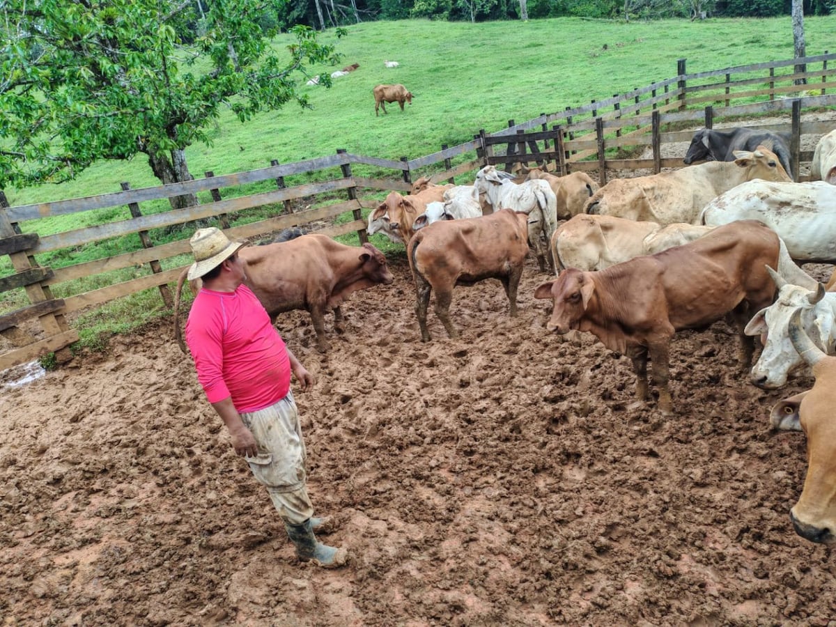 MIDA enseña palpación a ganadero en Donoso: ¡Mejora cría de vacas en Colón!