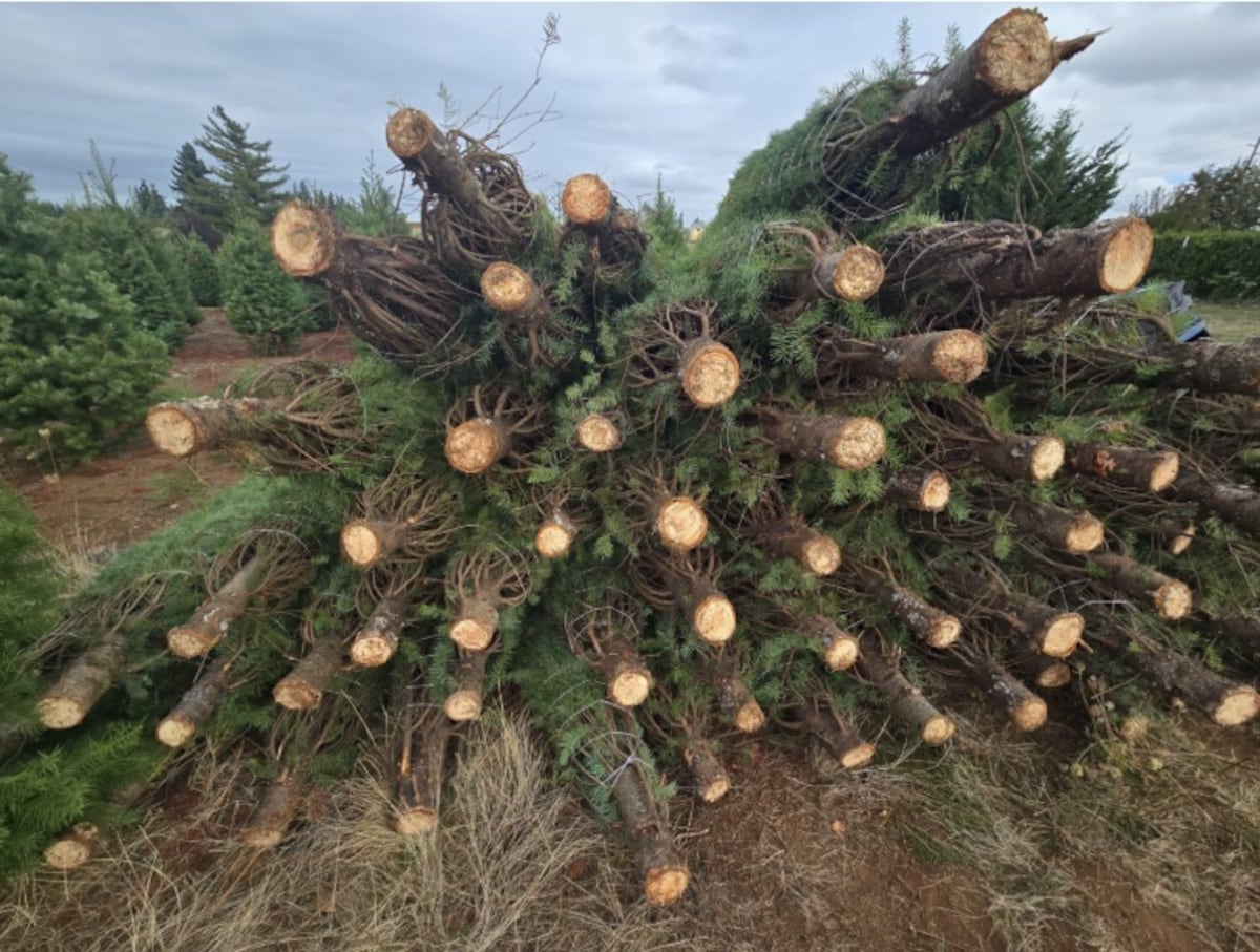 Navidad en camino: los primeros cargamentos de pinos ya están aquí