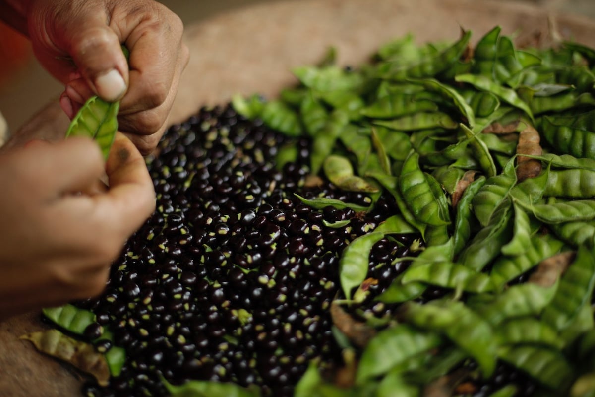 Productores de guandú reciben incentivos tras 12 años de espera