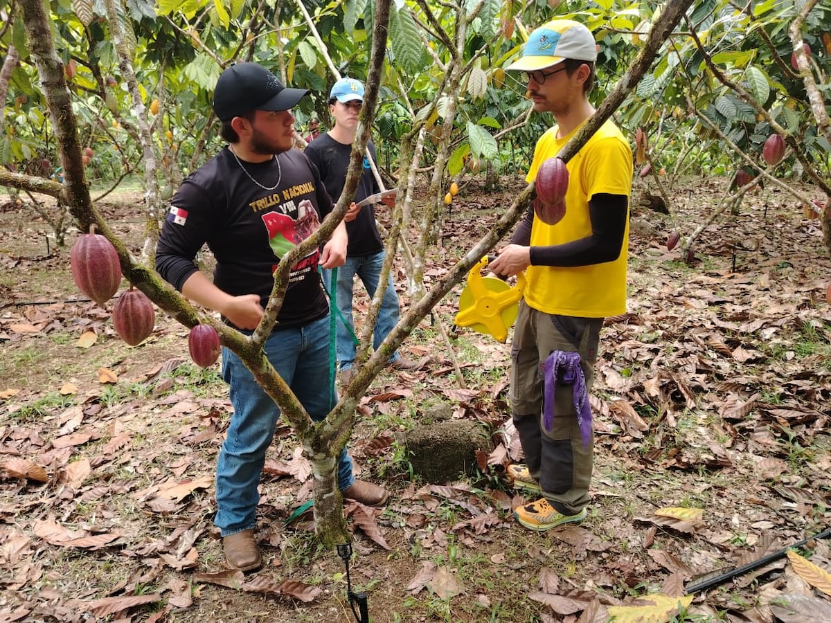 Cacao de Bocas del Toro se fortalece con expertos coreanos y CATIE