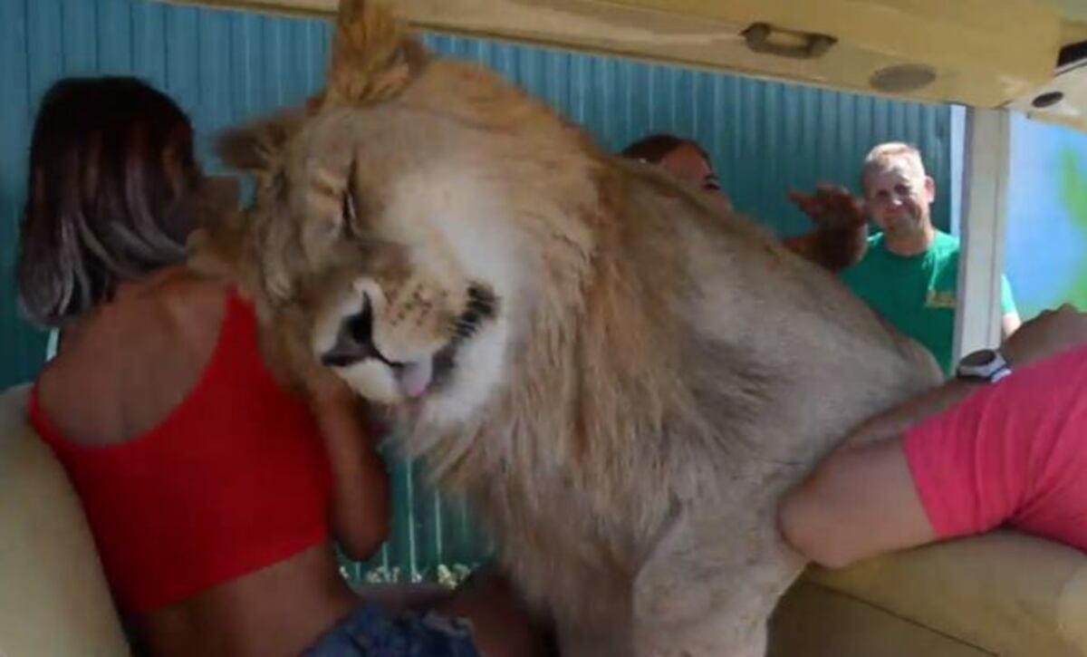 VIDEO: Un león salta a un vehículo lleno de turistas y les regala una impresión 