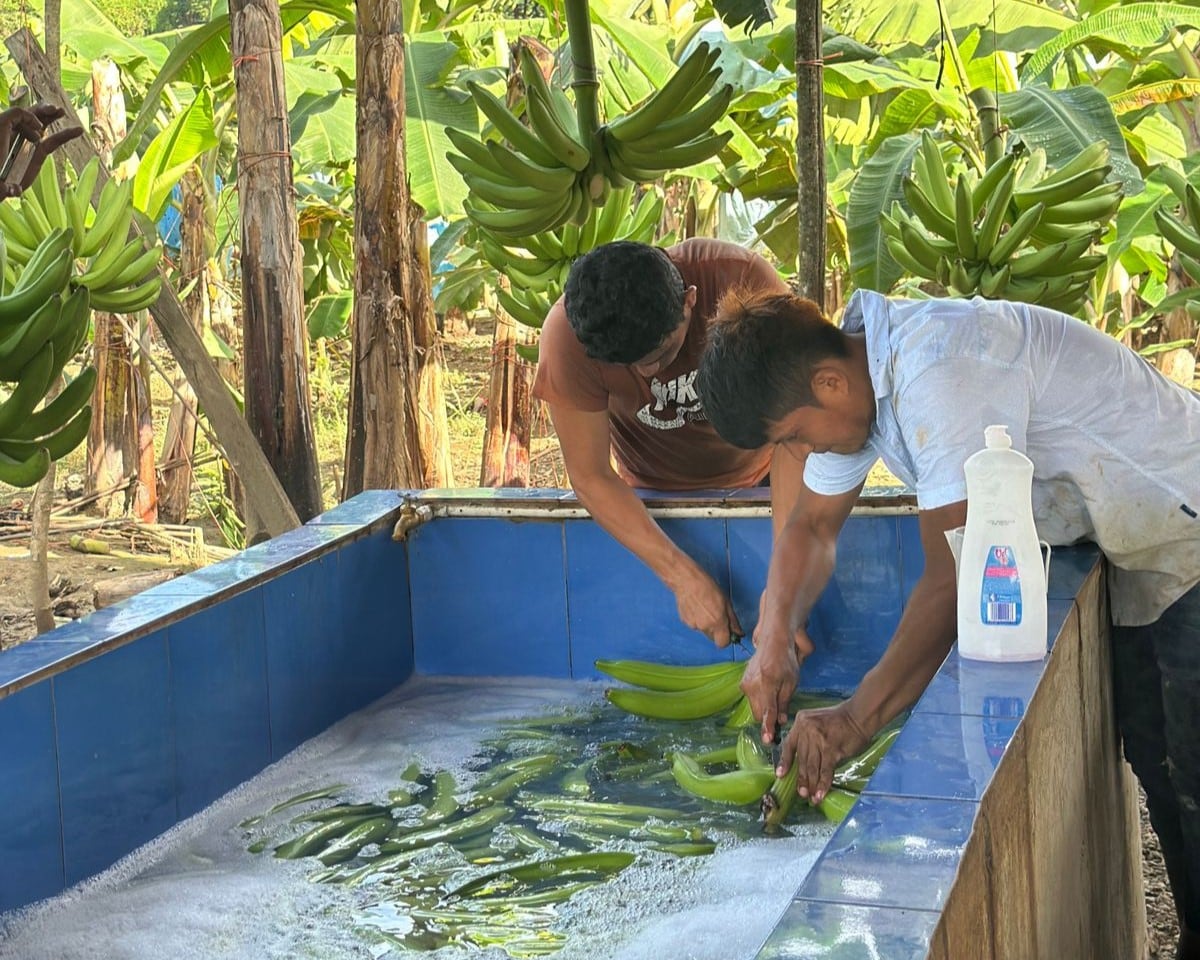 MIDA recorre fincas en Bocas del Toro: plátano, café y cacao con nuevo impulso para productores locales