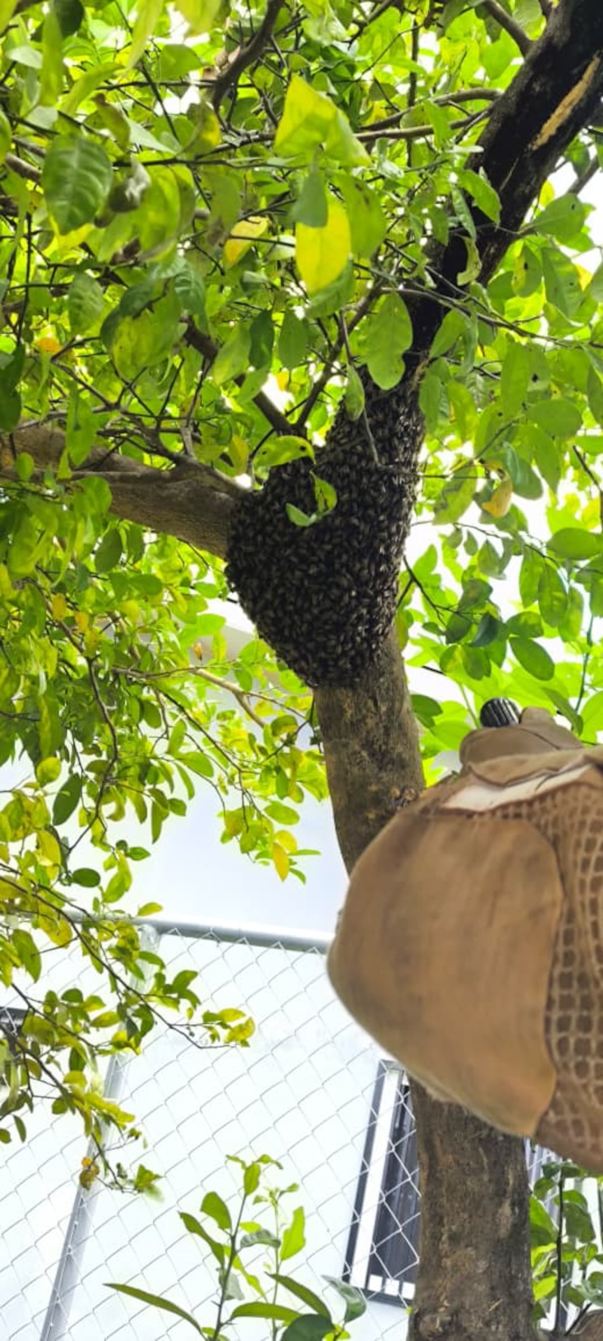Abejas ponen a correr a los bomberos: ya van mil 820 casos