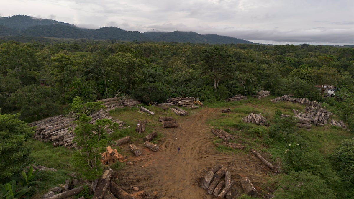 La silenciosa pérdida de bosques que obliga a Panamá a reaccionar
