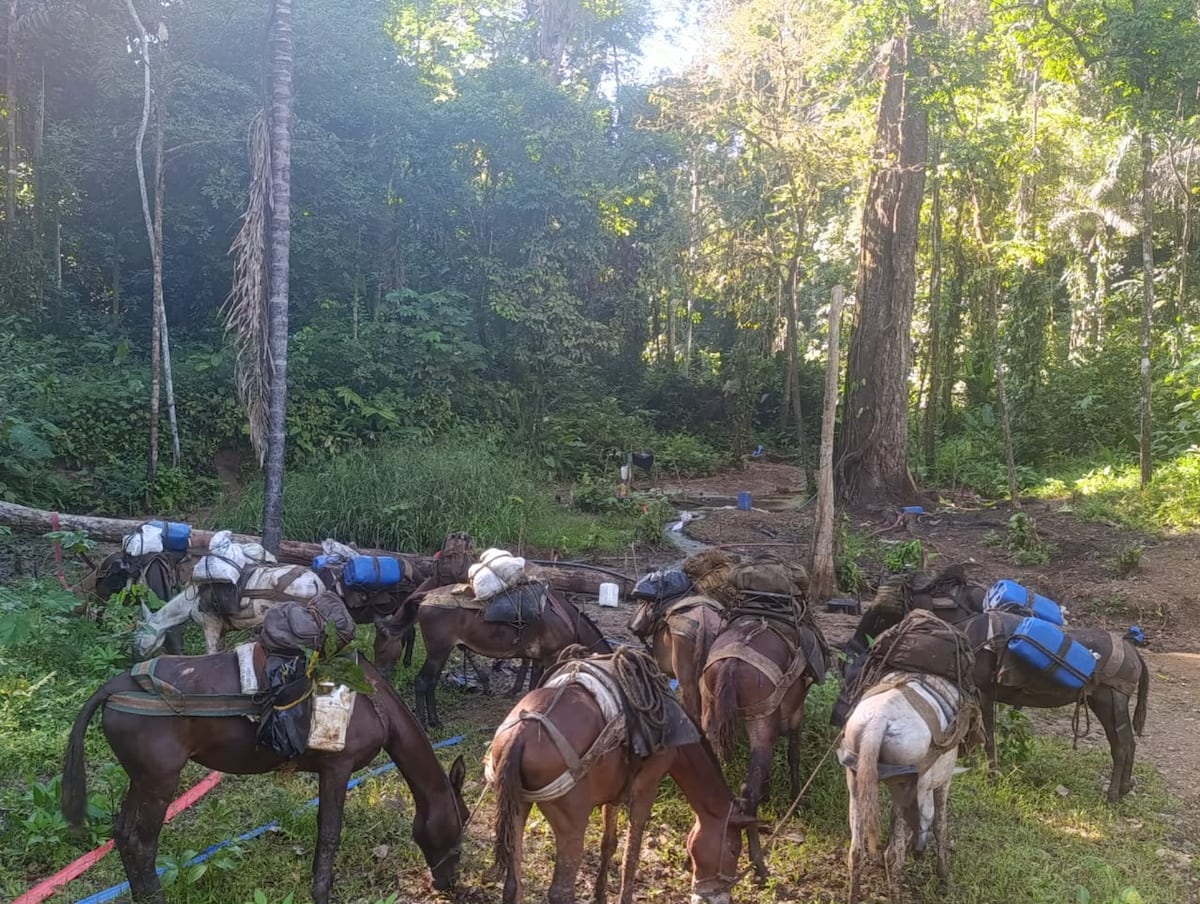Operación Jaguar sacude el río Tuira: caen seis colombianos por presunta minería ilegal y Senafront apunta al Clan del Golfo +VIDE0