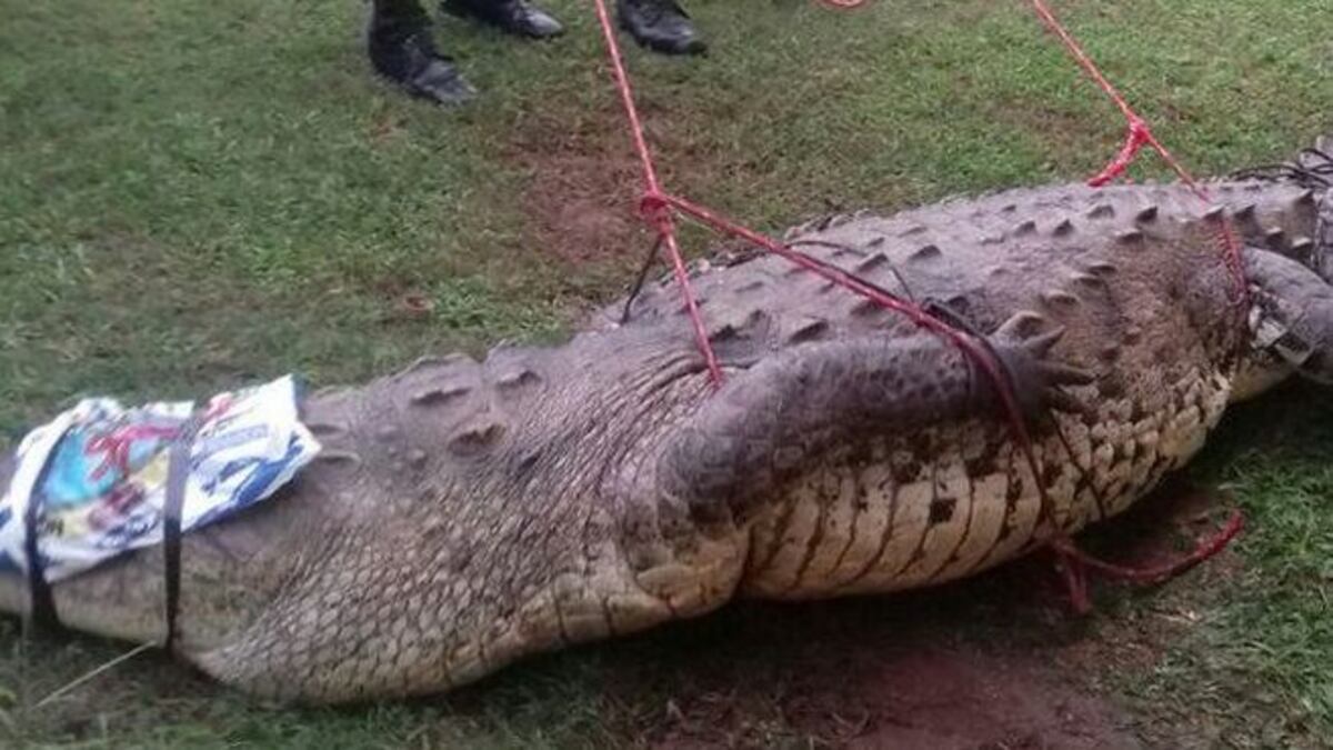 Capturan a cocodrilo en pleno campo de golf