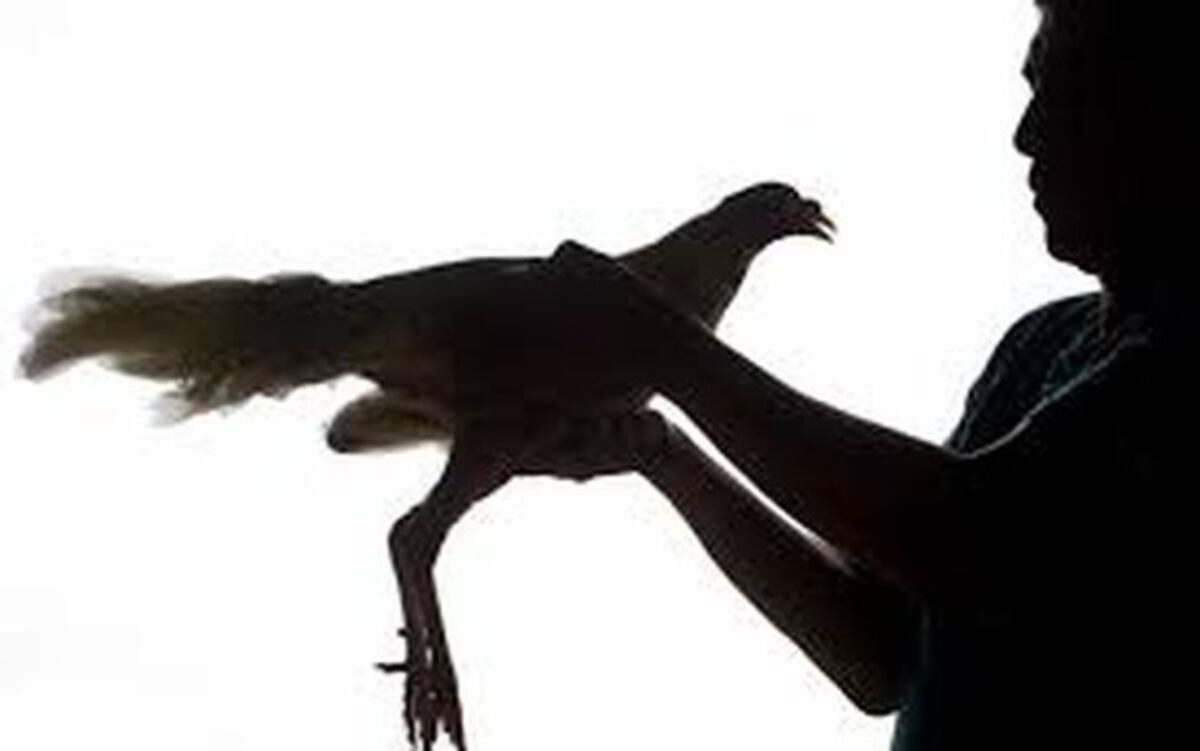 Aprehenden a presunto homicida de criador de gallos de pelea 