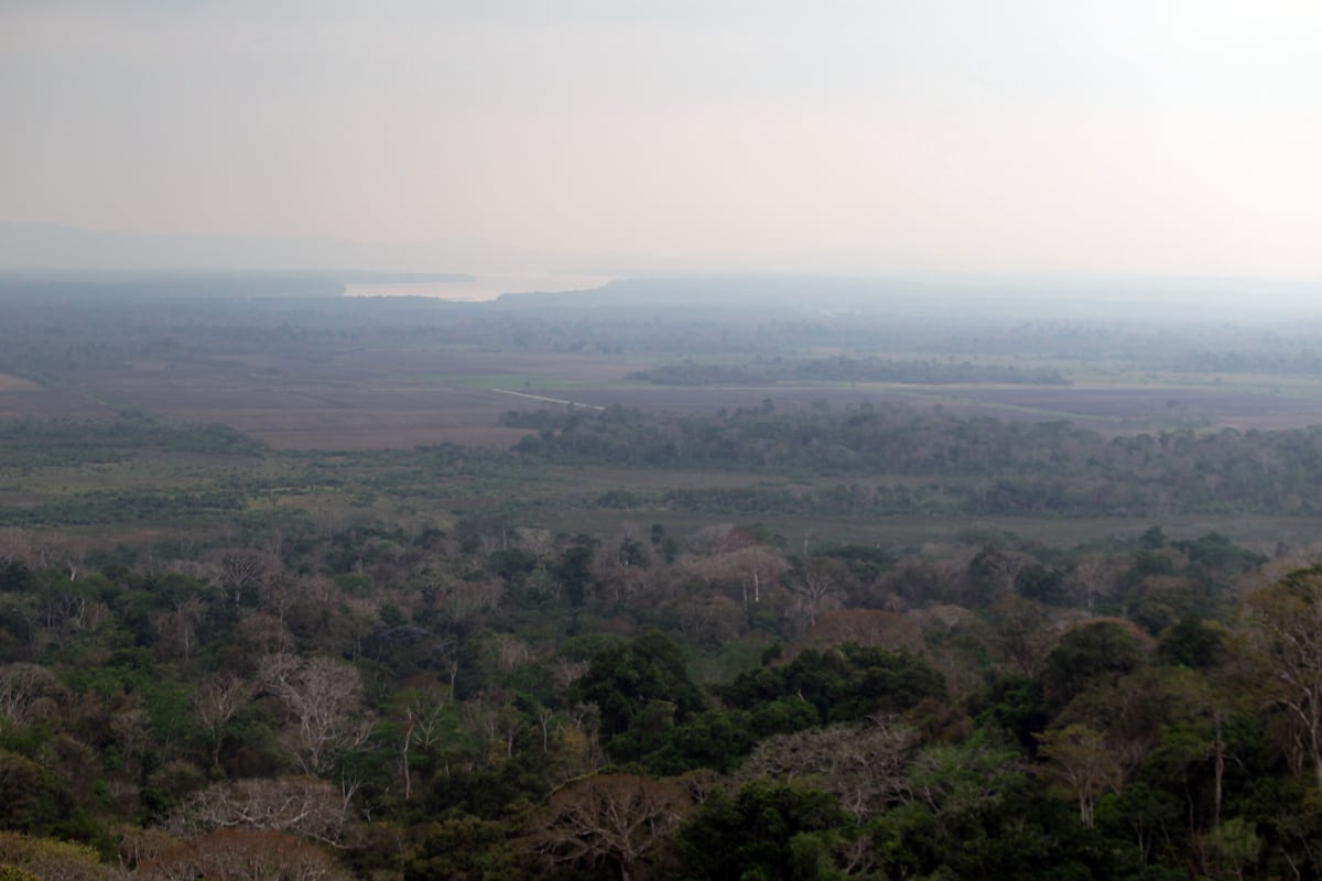 Se han perdido casi 21 mil hectáreas de bosques en Darién