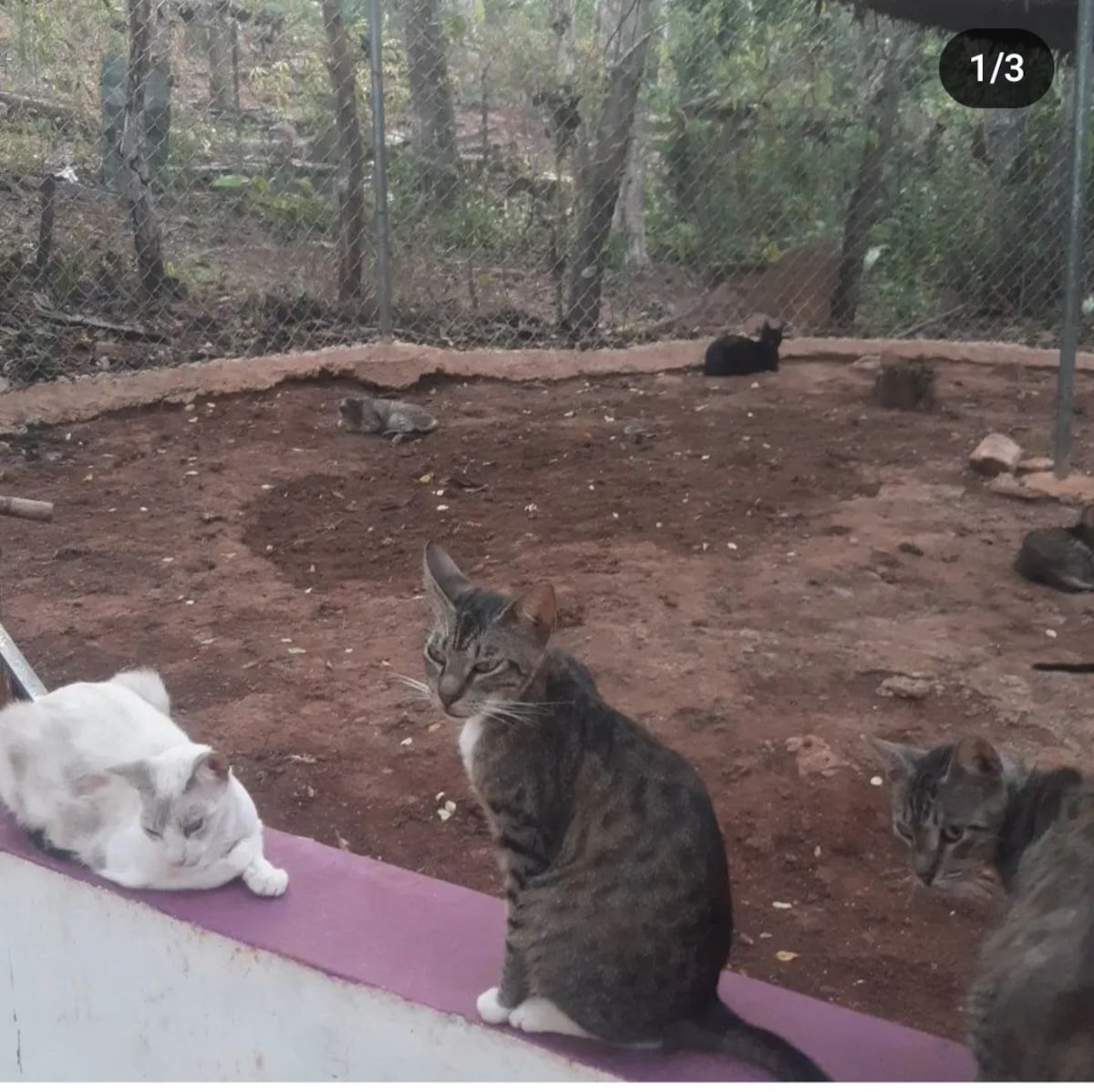 La casa del terror de los gatos. 150 animales rescatados en condiciones horribles 