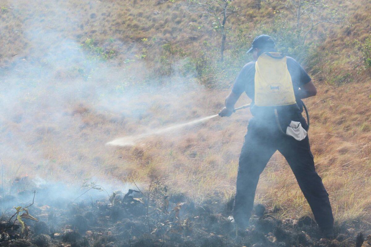 ¡Qué triste! Animales salvajes sufren quemados por incendios en Panamá