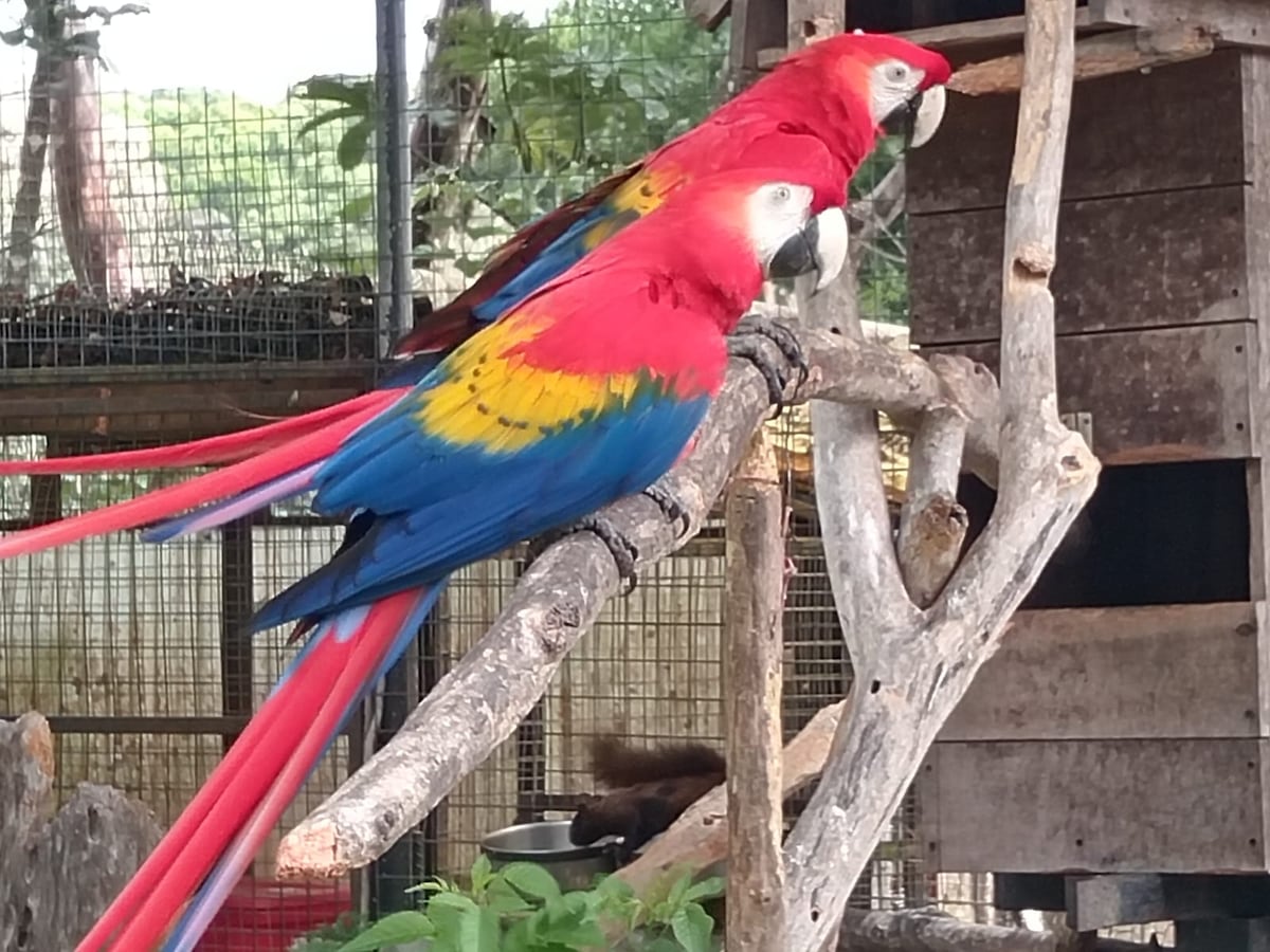 ¡Cazadores al acecho! Capturan a 50 personas por cacería ilegal en áreas protegidas en lo que va del 2025