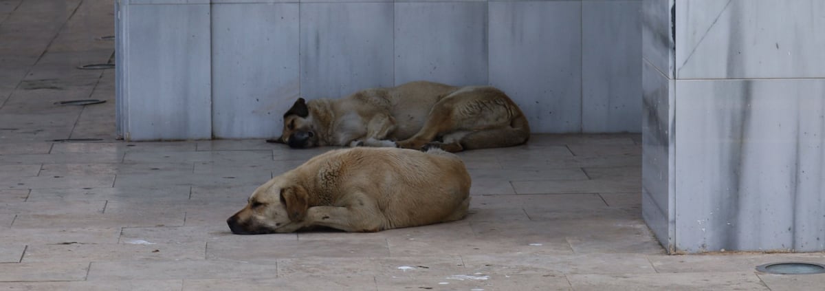 Hallan cuatro perros sin vida en Los Santos: investigan presunto delito contra animales