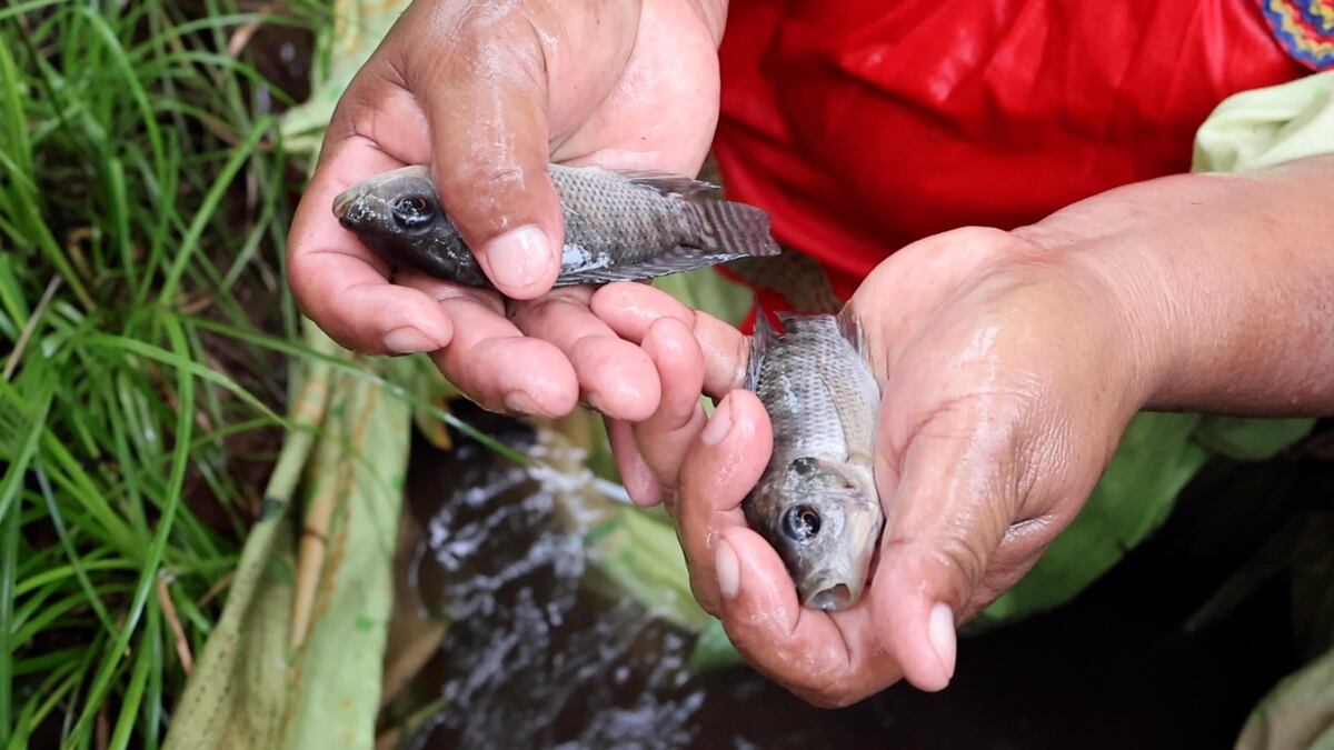 De la pobreza a la universidad: ‘Este título también es tuyo, mamá! La historia de  una mujer Ngäbe y el éxito de su hija 