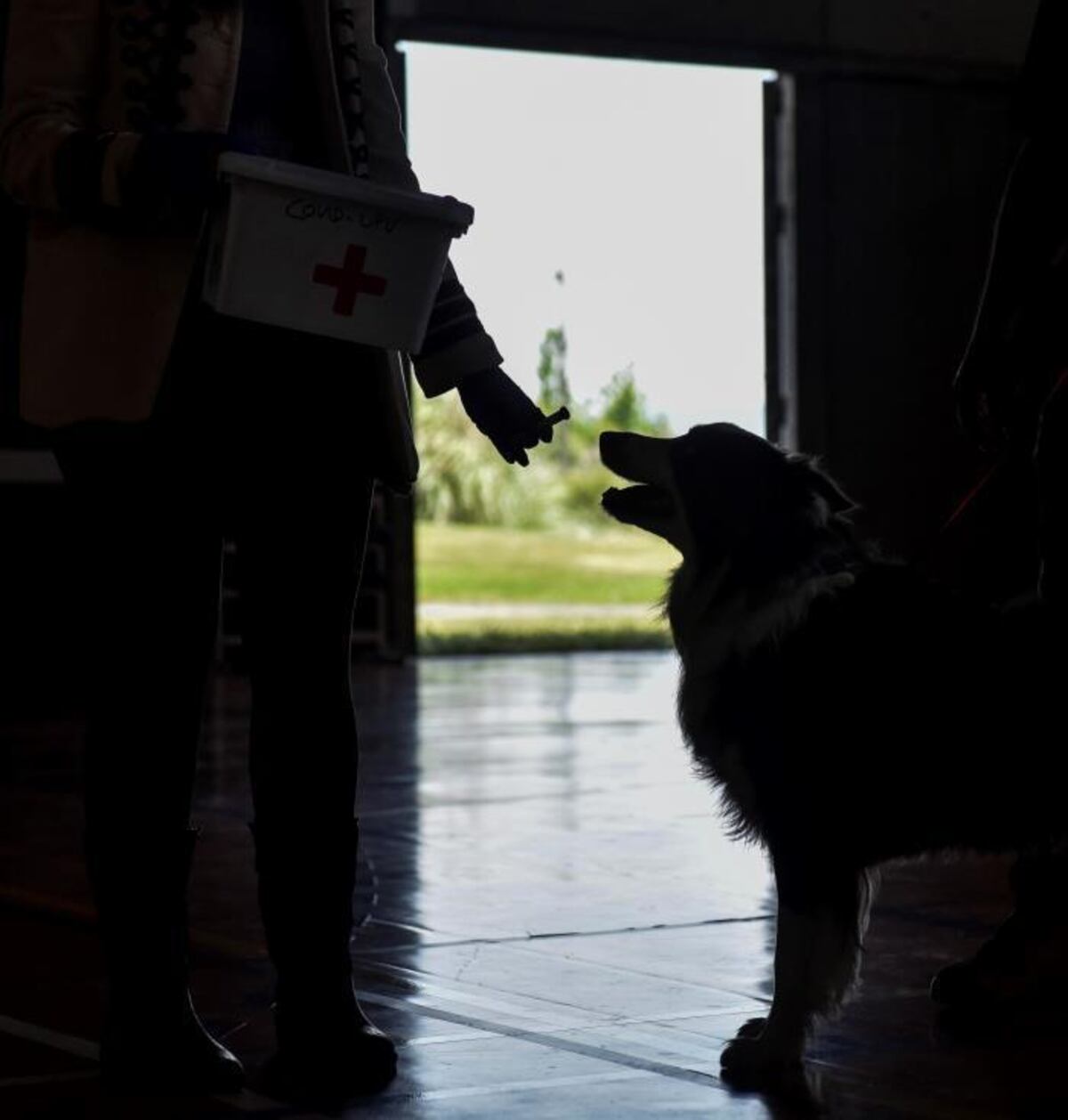 Investigan el uso de perros para detectar la covid-19