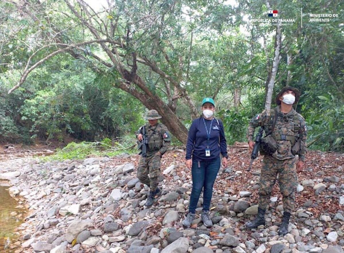 Aprovechan cuarentena para traficar madera