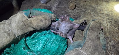 MIDA refuerza control sanitario en Colón con captura de murciélagos transmisores de rabia