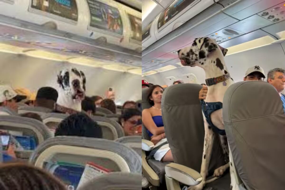 ¡Horus, el Gran Danés que viaja como un pasajero más! El perro gigante que se robó el show en un vuelo y dividió opiniones en redes