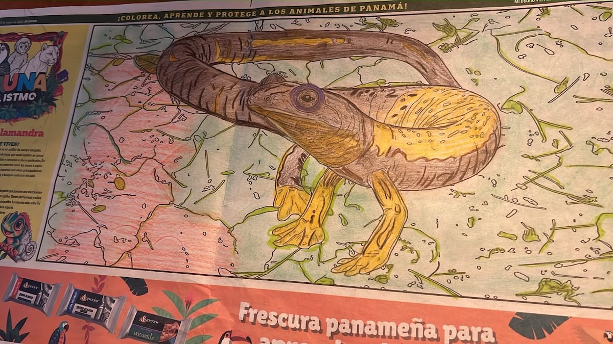 Pequeños artistas llenaron de color la naturaleza de Panamá: conoce a los ganadores del Concurso Fauna del Istmo