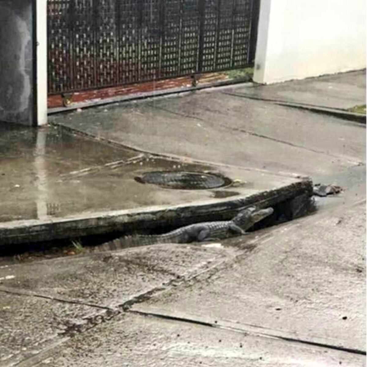 ¡A GUARDAR LAS MASCOTAS! En San Antonio los lagartos salen por las lluvias