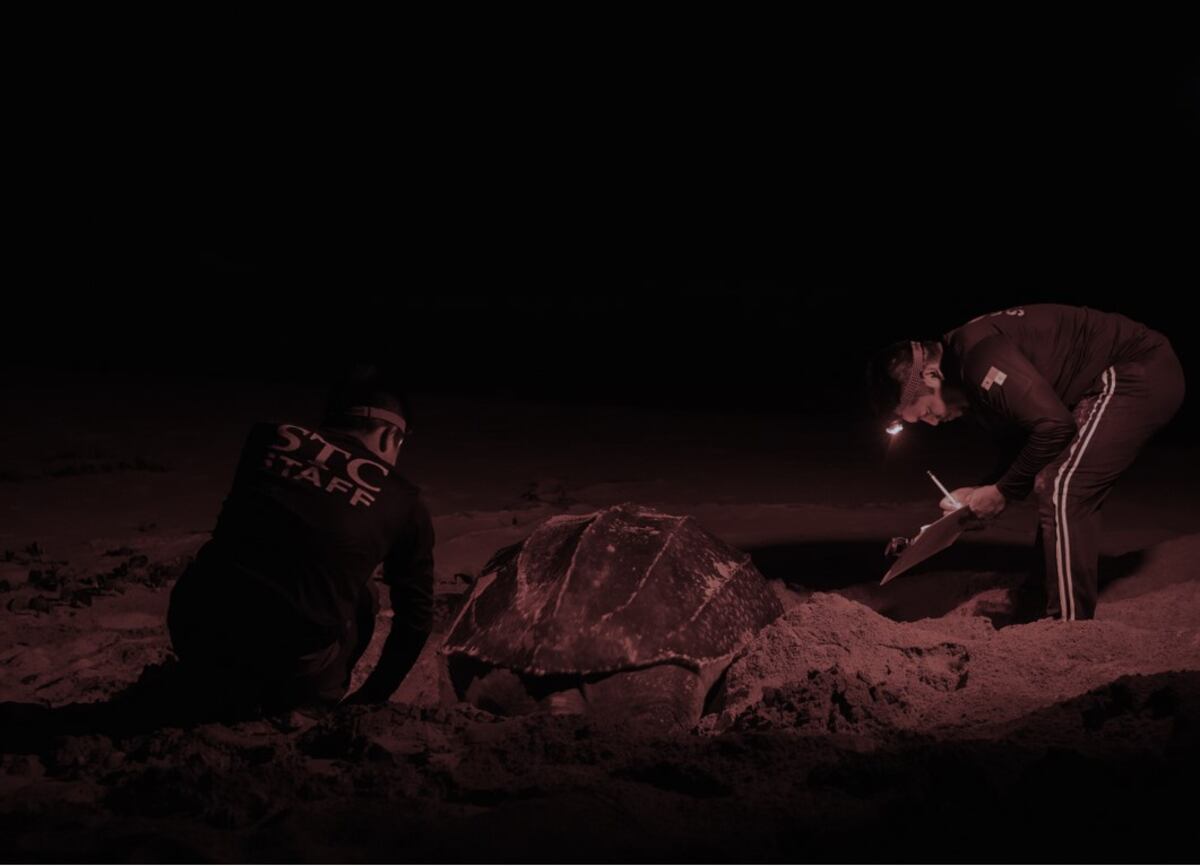 Conoce un poco más sobre las tortugas Baulas en Panamá. El próximo 16 de junio celebrará el Día Mundial de las Tortugas Marinas