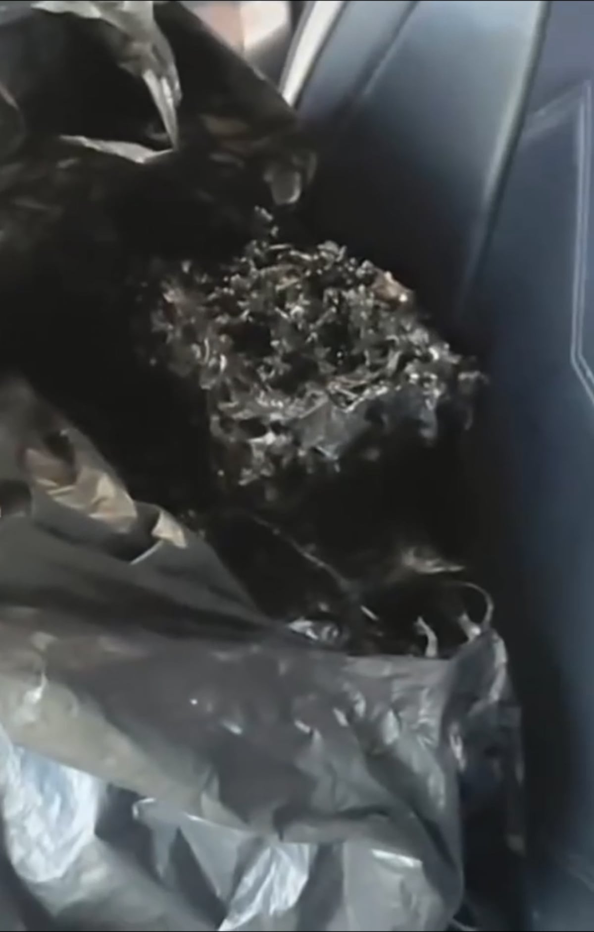 ‘Venom panameño’ queda en pura película: Parque Metropolitano tumba rumores sobre la criatura