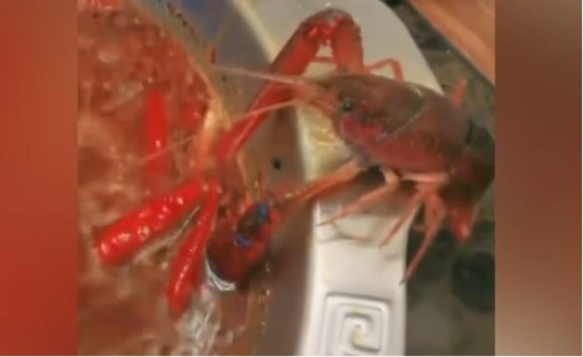 Al ver cómo un cangrejo se salva de morir en una sopa lo adopta como mascota