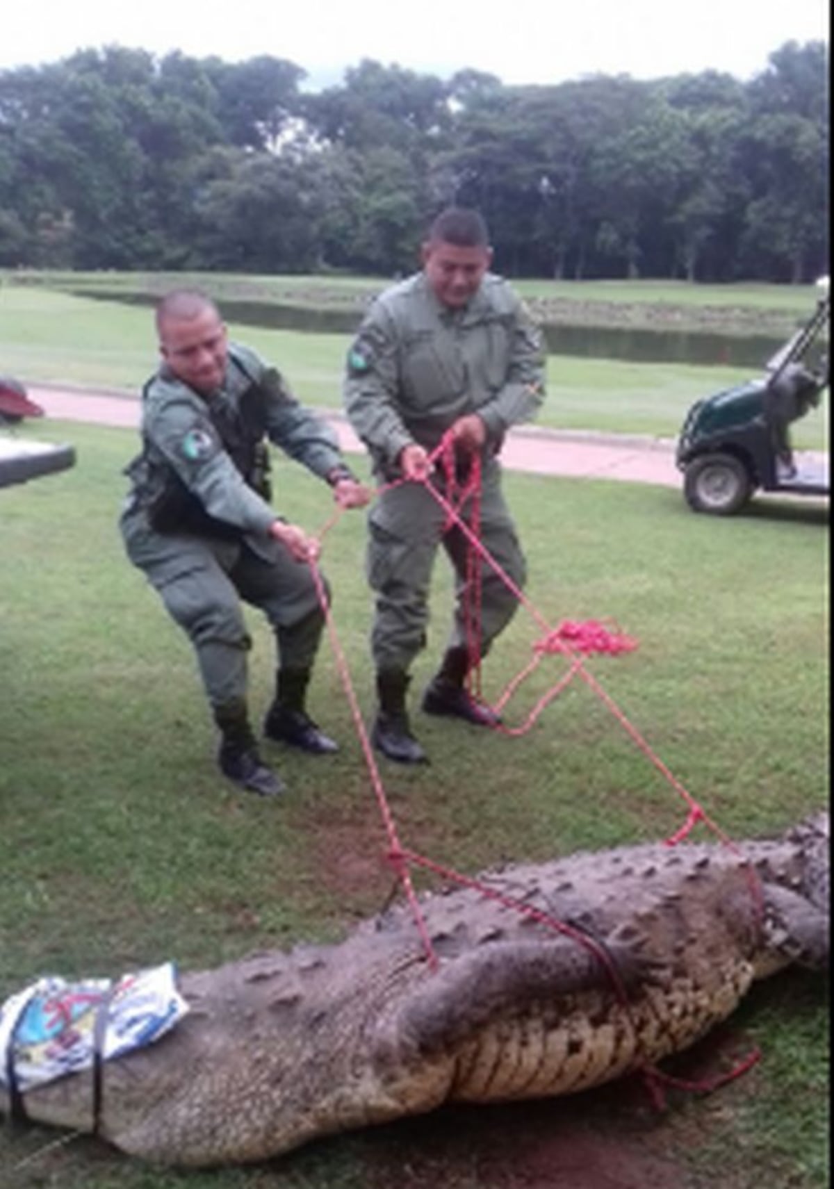 Capturan a cocodrilo en pleno campo de golf