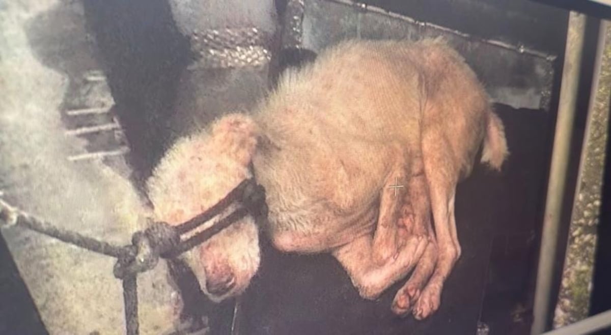 Rescatan a perrito maltratado en taller de San Miguelito