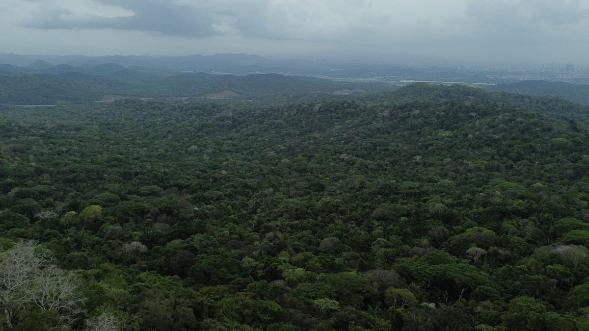 Triste final: hallan muerto a Leopoldo Lester, el señor de 69 años que se perdió buscando pencas en Loma Cová