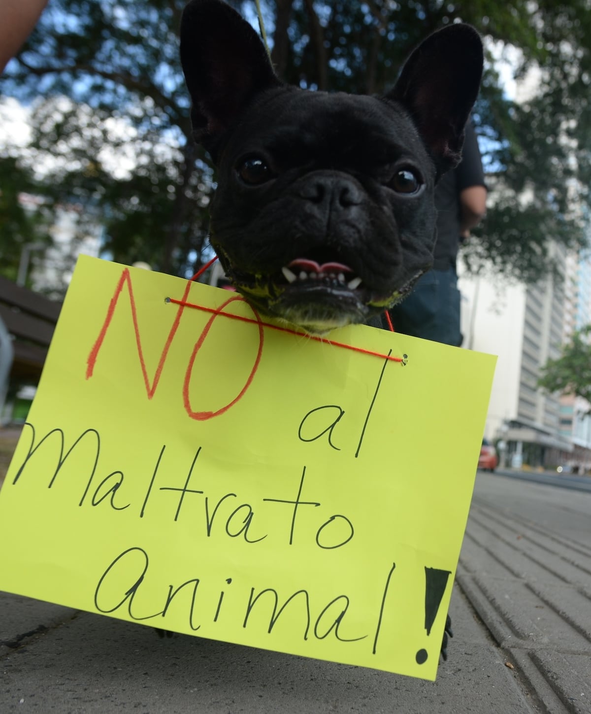 En pleno domingo se lanzan a la calle contra el maltrato animal. Video