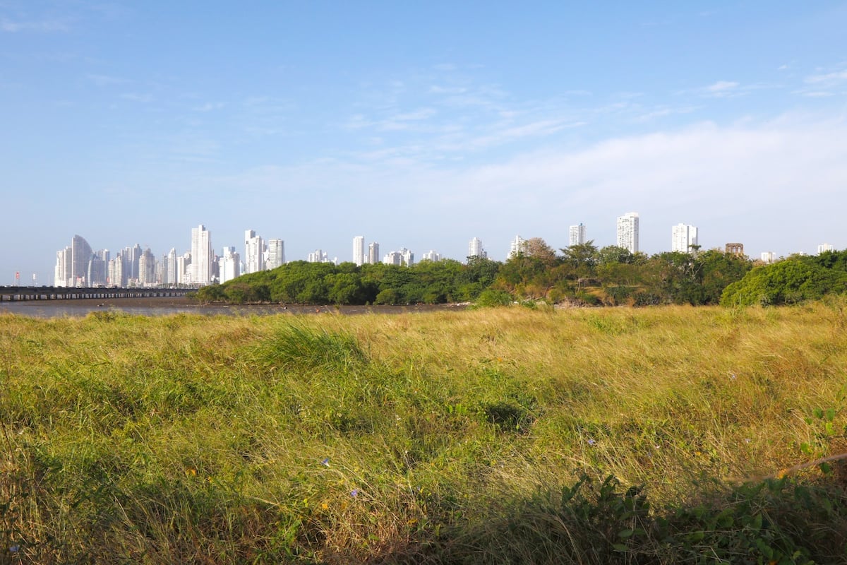Los Humedales de Panamá Viejo: Un Refugio Natural en la Ciudad