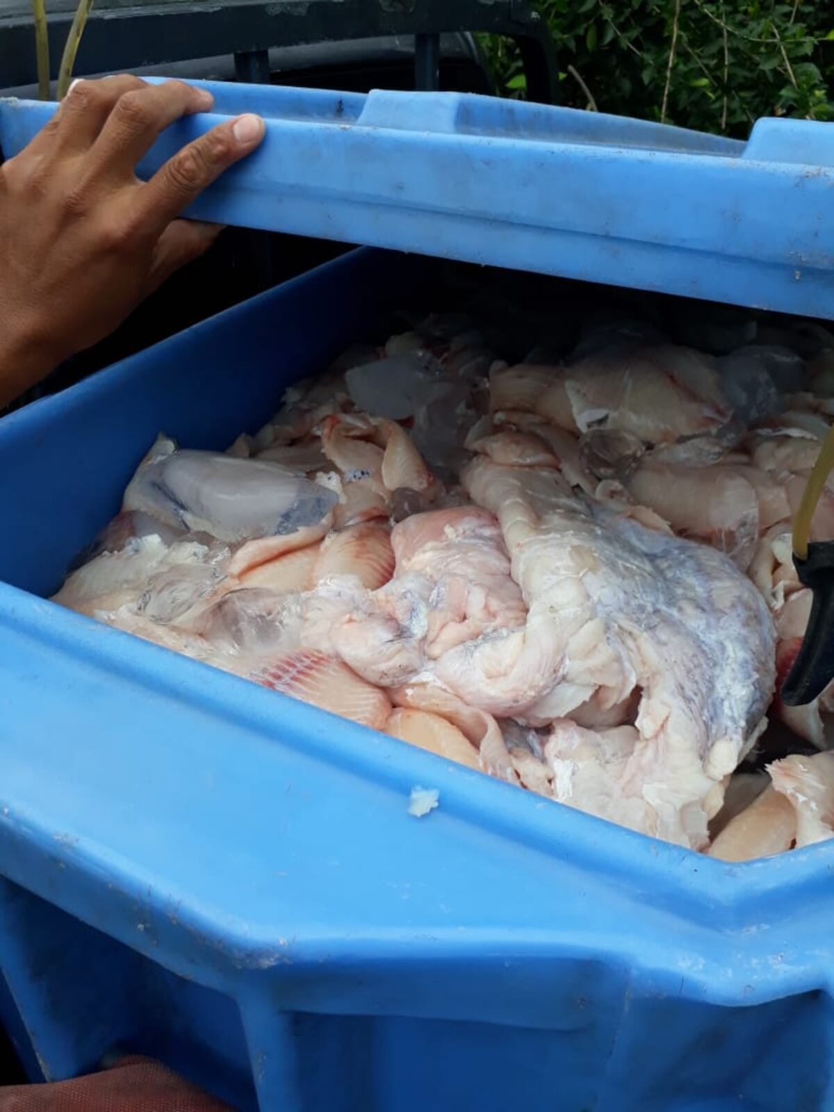 En Panamá Este decomisan 300 libras de carne de cocodrilo