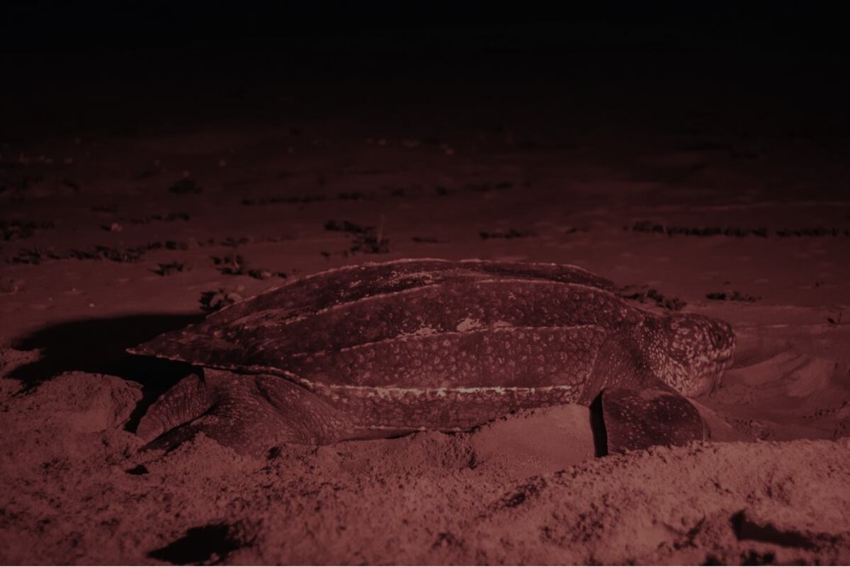 Conoce un poco más sobre las tortugas Baulas en Panamá. El próximo 16 de junio celebrará el Día Mundial de las Tortugas Marinas