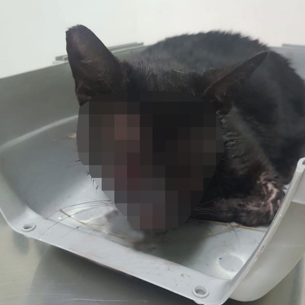 Atroz. Gato murió tras recibir más de 30 impactos de balín en Betania