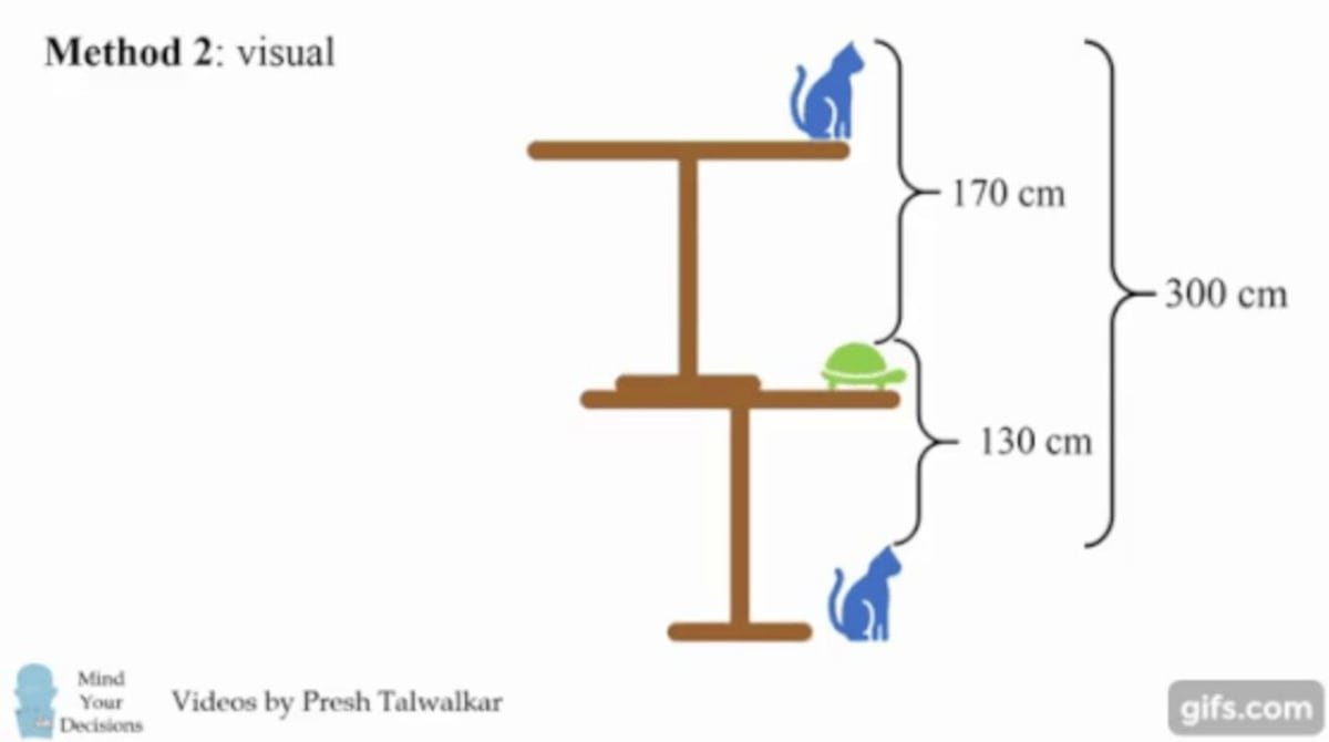 Cuál es la respuesta al acertijo chino del gato y la tortuga