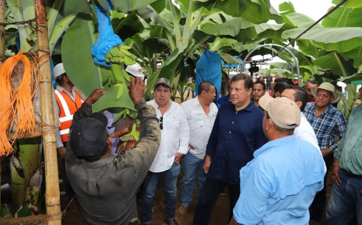 Reactivación de la producción bananera generan más empleos en Puerto Armuelles 
