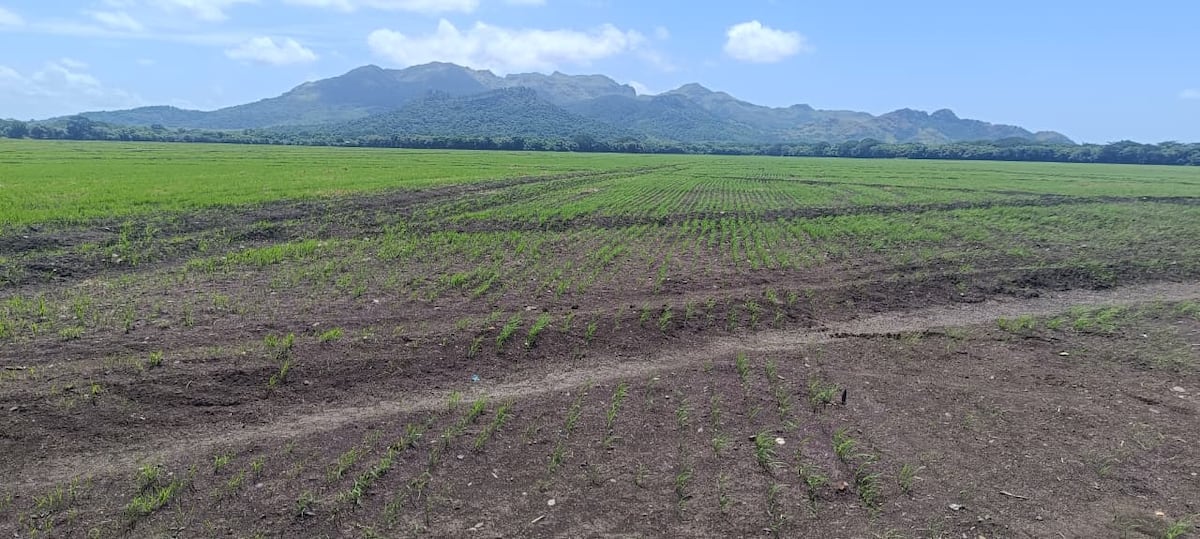 Confirman siembra de 90 hectáreas de arroz mecanizado en La Faustina de Chame